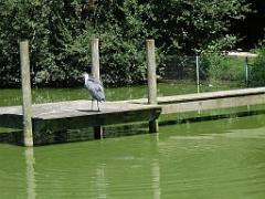 101PARC AUX OISEAUX DANS L AIN 2016 1_000039